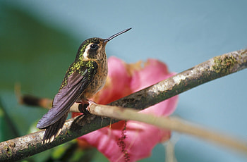 Speckled, Hummingbirds HD wallpaper