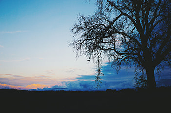 Nature, Twilight, Clouds, Dark, Wood, Tree, Dusk, Evening HD wallpaper