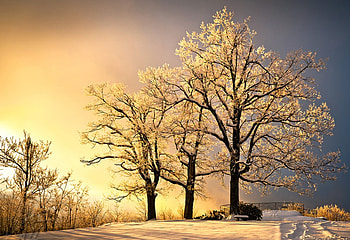 Three trees in the light, nature, three, light, tree HD wallpaper