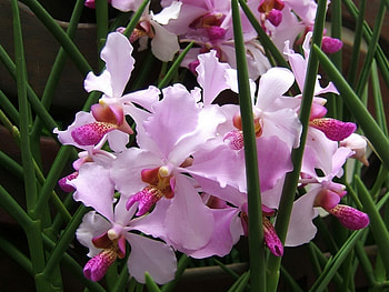 Plants, Flowers, Violet HD wallpaper