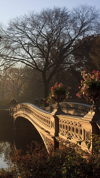 Central Park, Autumn hues, Nature's charm, Serene atmosphere HD phone wallpaper