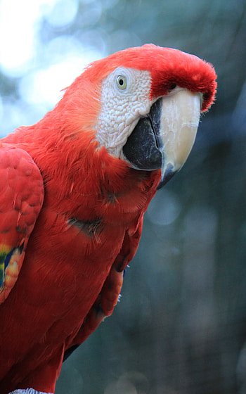 Scarlet macaw, Birds HD phone wallpaper