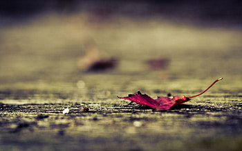 Autumn, Macro, Surface, Sheet, Leaf, Fallen HD wallpaper