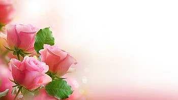 Plants, Flowers, Roses HD wallpaper