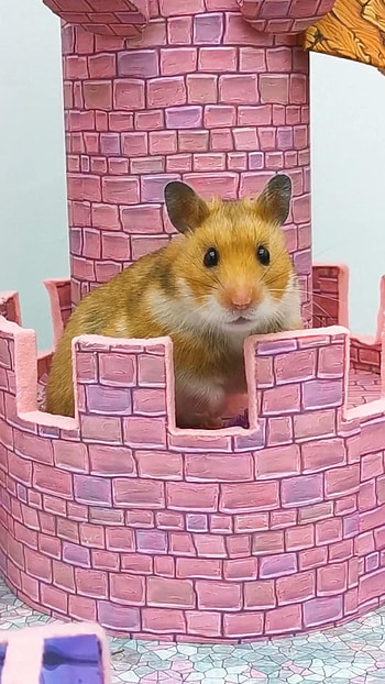 Castle, Hamsters HD phone wallpaper