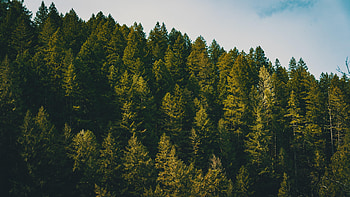 Nature, Trees, Sky, Clouds, Forest, Spruce, Fir HD wallpaper