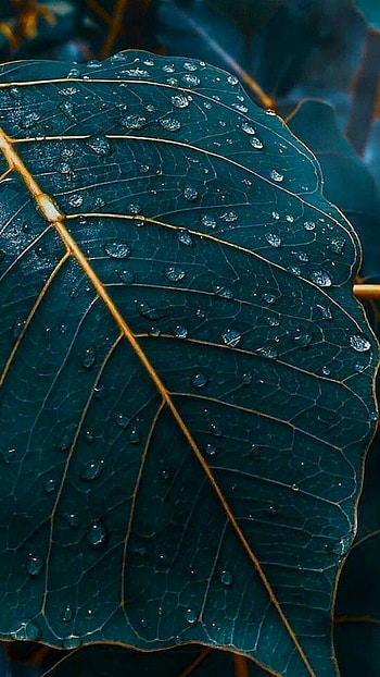 Leaves DewDrops, green, organism, nature HD phone wallpaper