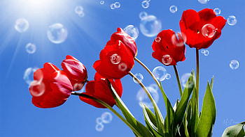 Tulips & Bubbles, blue sky, floral, flowers, tulips, spring, bubbles, Firefox Persona theme HD wallpaper