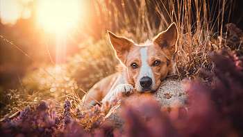 Brown White Dog Is Lying Down On Stone In Sunlight Background Dog HD wallpaper