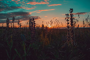 Stunning sunset over a wildflower field, showcasing vivid colors and natural beauty. HD wallpaper