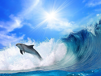 Animals, Dolfins HD wallpaper