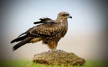 Animals, Bird, Sit, Falcon, Wings HD wallpaper