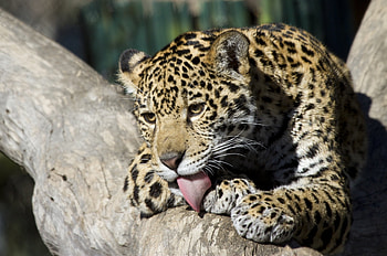 Animals, Jaguar, Young, Wild Cat, Wildcat, Joey, Washes Away, It's Washed HD wallpaper