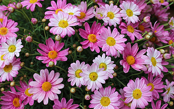 Pink Daisies, pink, nature, flowers, daisies HD wallpaper