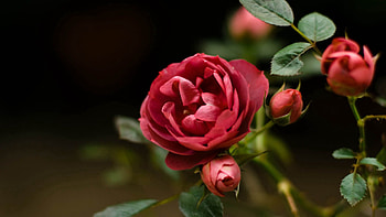 Flowers, Plant, Rose Flower, Rose, Petals, Bud HD wallpaper