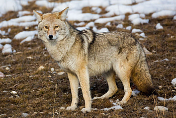 Coyote, Wild canine species, Predator, Animal wildlife HD wallpaper
