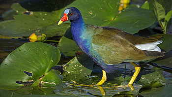 Purple gallinule, Everglades National Park, Florida wildlife, Colourful bird HD wallpaper