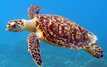 Sea turtle 40881, Sea turtle HD wallpaper