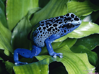 Animals, Frogs HD wallpaper