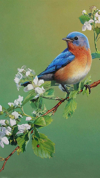 bird marvels, Ultra-high definition plumage, Fine feathered friends, Digital delight HD phone wallpaper