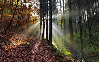Sunbeams in Forest, autumn, sunbeams, forest, path HD wallpaper