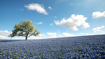 Bluebonnet Horizon — Texas Spring Beneath a Lone Tree, Spring, Flower Field, Tree HD wallpaper