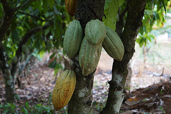 Trase insights, Cocoa exports, Cte d'Ivoire and Ghana, Global trade HD wallpaper