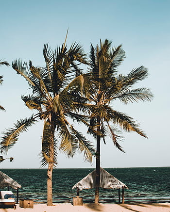 Serene palm-lined beach in Malindi, Kenya, perfect for relaxation and travel inspiration. HD phone wallpaper