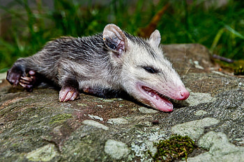 Playing dead, Wildlife defense mechanism, Animal survival, Life-saving strategies HD wallpaper
