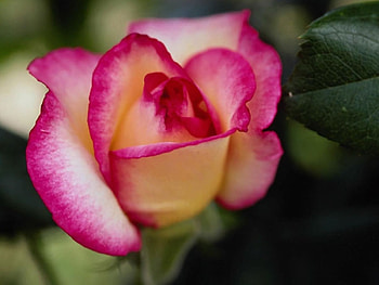 ROSE, PETALS, LEAVES, GREEN, PINK HD wallpaper
