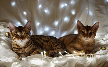 Animals, Cats HD wallpaper