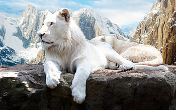 Lion In Snow , lion, snow, white, animals HD wallpaper
