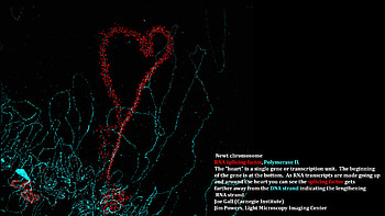 Cell Biology and Molecular Genetics HD wallpaper