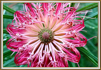 FRAMED FLOWERS, NATURE, FLOWERS, , FRAMED HD wallpaper
