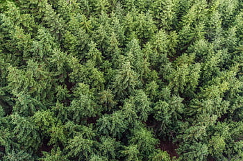 Discover the tranquil beauty of a dense coniferous forest captured from above. HD wallpaper
