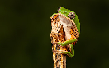 Frog, cute, animal, graphy HD wallpaper