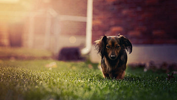 Animals, Grass, Dog, Stroll, Ears HD wallpaper