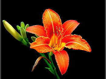 Orange Flower, beautiful, orange, , flower HD wallpaper