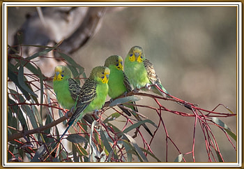 FRAMED BIRDS., BIRDS, NATURE, , FRAMED HD wallpaper
