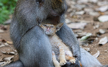Animals, Cat, Monkey, Care, Embrace HD wallpaper