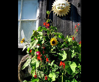 The Last of Summer's Flowers, sunshine, september, climbing flowers, gardens, scarlet runners, morning glories, yellow, red, flowers, magenta, petite sunflowers HD wallpaper