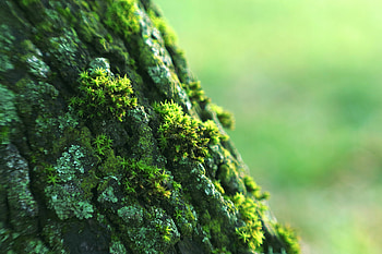 Moss, small grass, bark, close up HD wallpaper