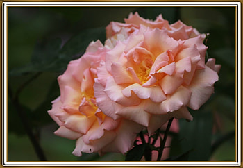 BEAUTIFUL ROSES, NATURE, ROSES, BEAUTIFUL HD wallpaper