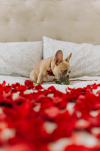 Petals, French Bulldogs HD phone wallpaper