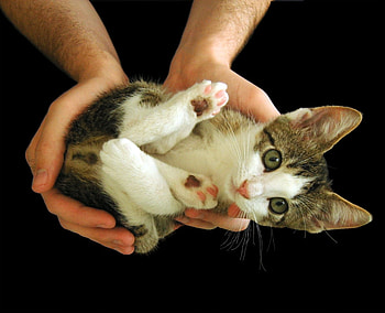 lil' kitten, kitten, cat, domestic HD wallpaper
