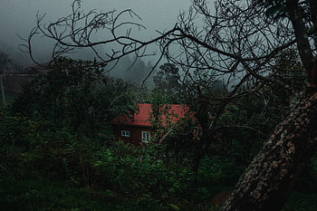 Nature, Trees, Miscellanea, Miscellaneous, Fog, House, Country HD wallpaper