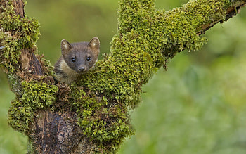 Animals, Wood, Tree, Animal, Moss, Marten HD wallpaper