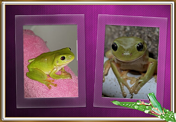 FRAMED FROGS, NATURE, FROGS, , FRAMED HD wallpaper