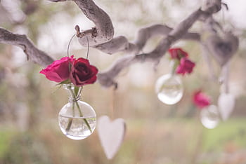 Hanging pink roses in glass vases on branches with hearts, creating a romantic atmosphere. HD wallpaper