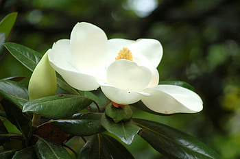 Tree Flower, Green Outdoor, Petals, Leaves HD wallpaper